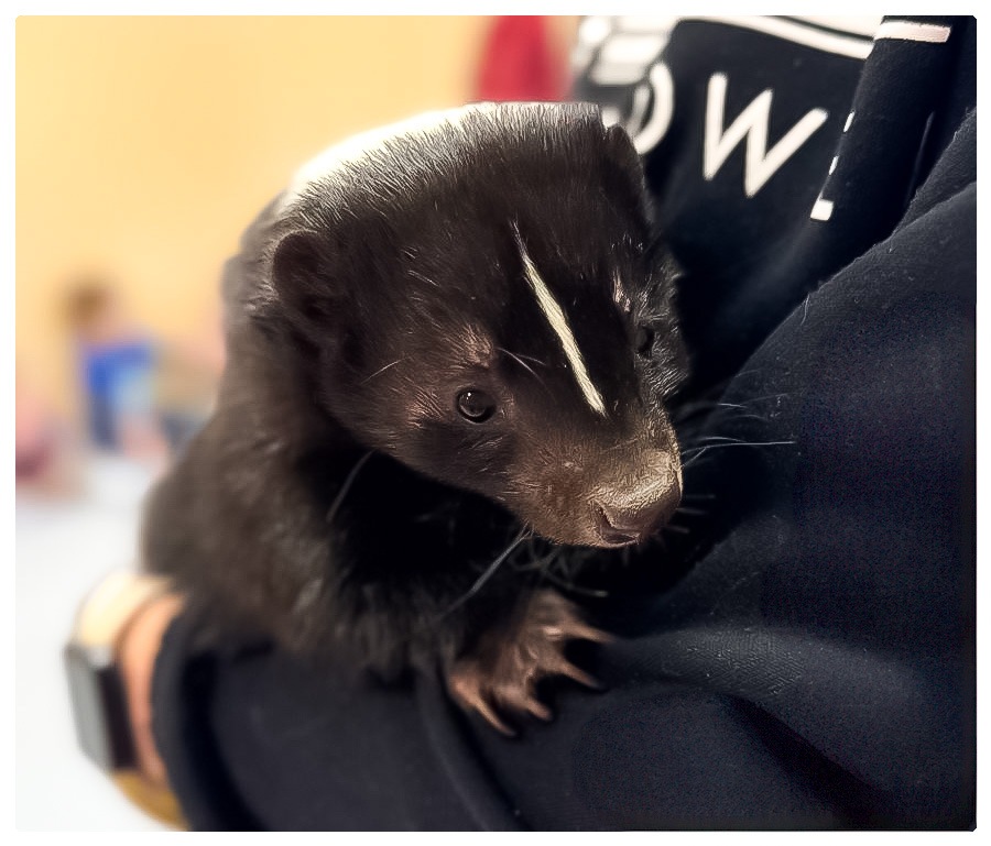 AGENT OGON W AKCJI, CZYLI WIZYTA SKUNKSA W PRZEDSZKOLU